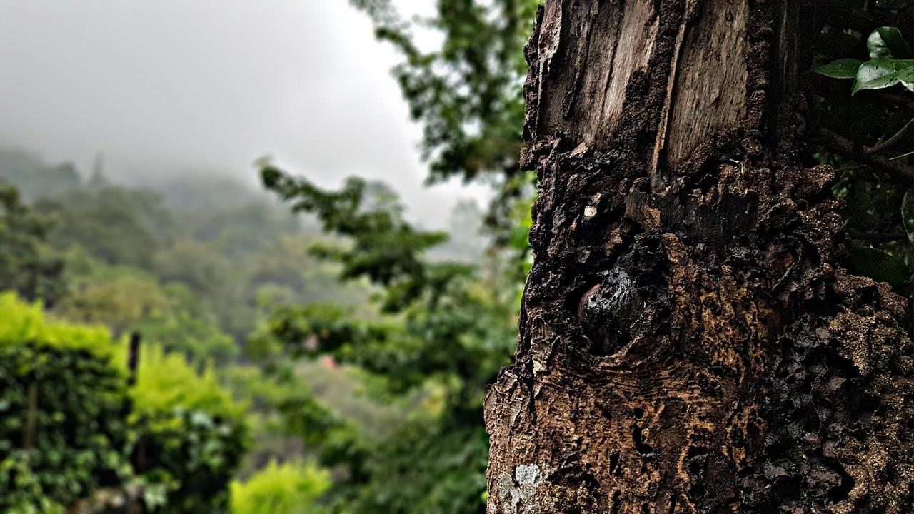 Akainoie Hotel Minca Bagian luar foto